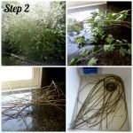Recolectamos ramitas y las remojamos en agua