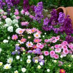 Asters