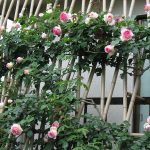 Rosas en el enrejado