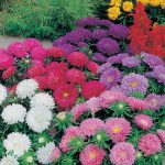 Asters