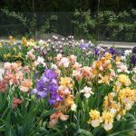 Variedad de colores
