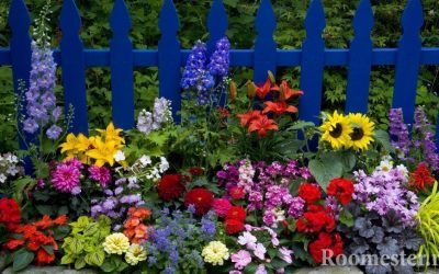 Diseñe macizos de flores en el país: reglas básicas e ideas para crear un jardín de flores