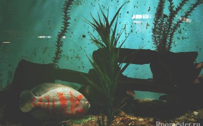 Diseño del acuario - 20 ejemplos de fotos