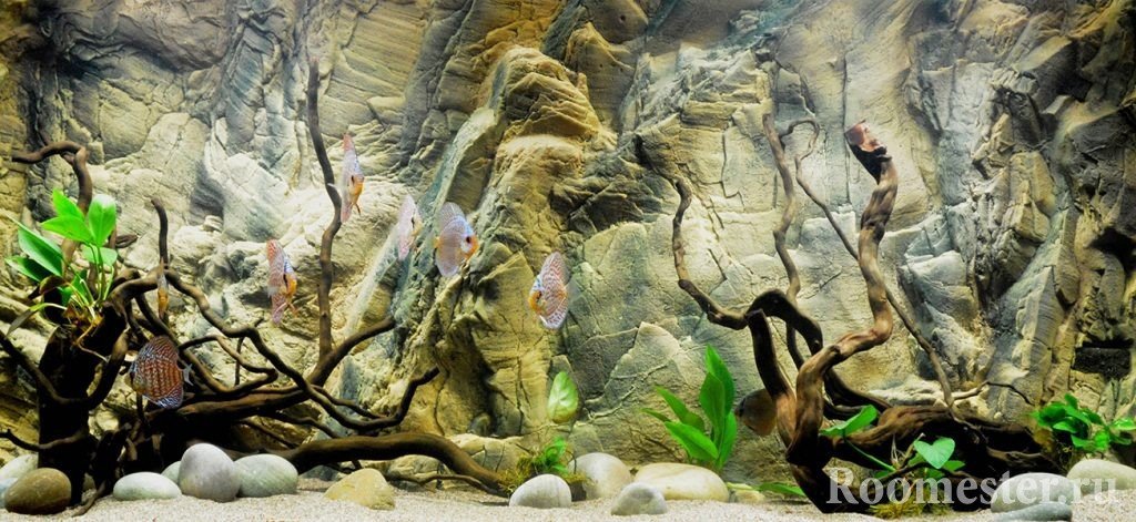 Fondo decorativo del acuario