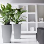 Flores en un interior blanco