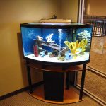 Hermoso acuario