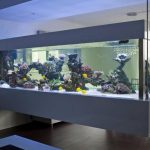 Acuario original