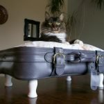 Gato en la almohada
