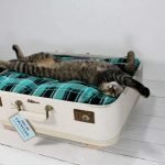 Cama para un gato