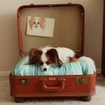 Cama de perro