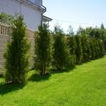 Thuja a lo largo de la valla