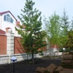 Jardinería de coníferas
