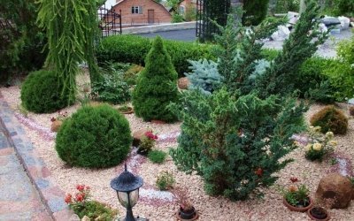 Coníferas en el diseño del paisaje de la casa de verano +75 fotos