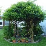 Plantas en la cúpula
