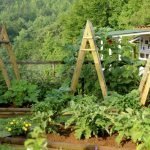Un pequeño jardín en el campo.