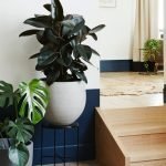 Plantas para decorar habitaciones