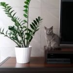 Pequeña planta de interior