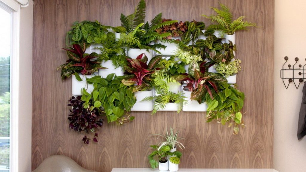 Plantes d’interior a l’interior