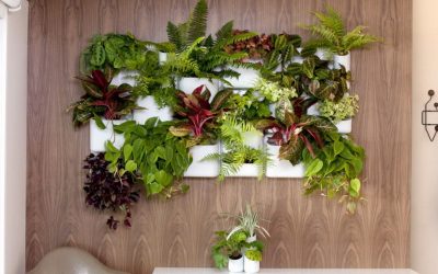 Plantas de interior: decoración y cuidado de flores.