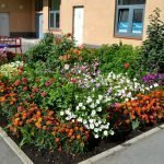 Caléndulas en el jardín de flores