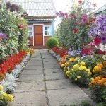 Flores a los lados del camino