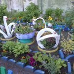 Cisnes