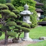 Bonsai en el jardin