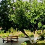 Árboles cerca de una casa privada