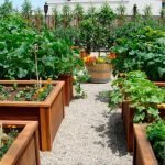 Palets de madera para el cultivo de hortalizas.