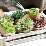 Caja de cactus