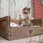 Gato en la caja