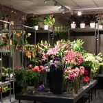 Orquídeas en los estantes