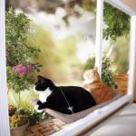 Lugar para mascotas en el alféizar de la ventana