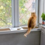 Gato en el alféizar de la cocina