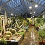 Muchos cactus