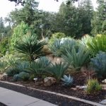 Linternas cerca de las plantas