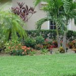 Palmeras y flores rojas