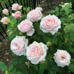 Rosas rosadas en el jardín