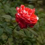 Rose en plantaciones en solitario