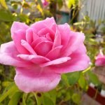 Flores de capullo de rosa rosa