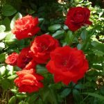 Arbusto de rosas rojas
