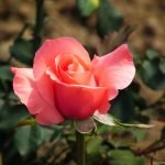 Rosa en el jardín
