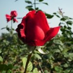 Rosa roja floreciente