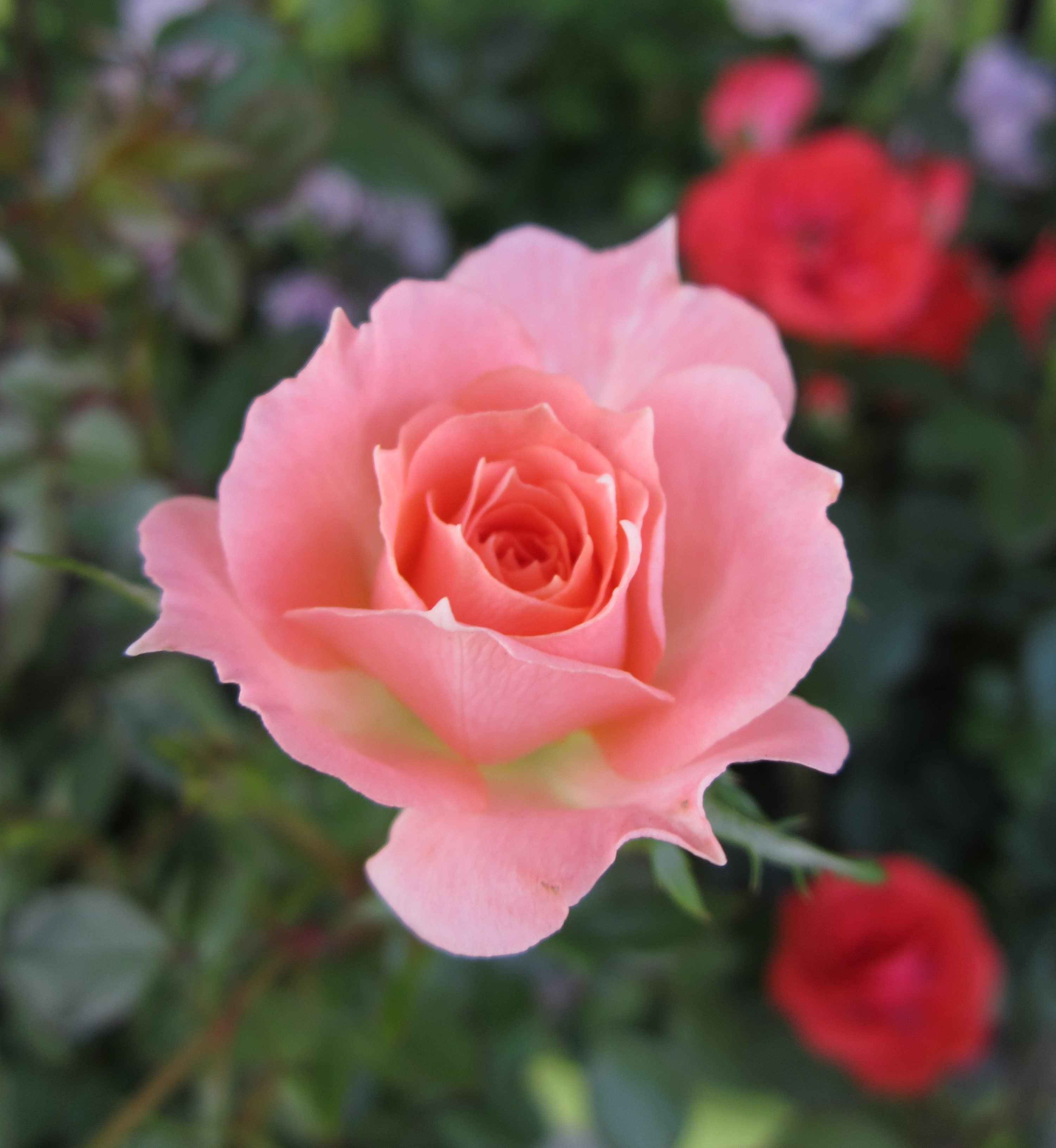 Rosa rosa rodeada de flores rojas