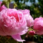 Rosas rosadas de cerca