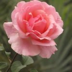 La ternura de una rosa floreciente