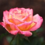 Rosa amarilla rosa