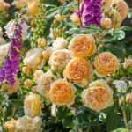 Rosas duraznos en el jardín