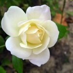 Rosa blanca