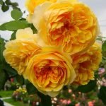 Floración rosas terry amarillas